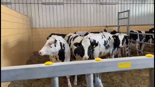 Sourcing and delivery of quality in-calf heifers from Scarbeck, Denmark