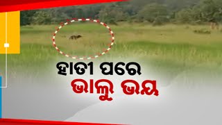 ହାତୀ ପରେ ଭାଲୁ ଭୟ | Fear Grips Dhenkanal: After Elephants, Bears Terrorize Kamakhyanagar