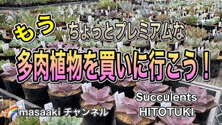 【ガーデニングＤＩＹ】ホームセンターの多肉植物もいいけど珍しい多肉植物もいいよね✨多肉専門店巡りの旅　良い苗をお安く購入しよう！