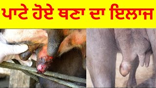 ਪਾਟੇ ਹੋਏ ਥਣਾਂ ਦਾ ਇਲਾਜ ਕਿਵੇਂ ਕਰੀਏ Dr Sukhchain singh Kudrat dairy farm #newvideo #dairyfarm