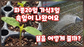 파종20일 가식3일차 고추모종 속잎이나오기시작  괴산청결고추 [고추재배방법]