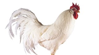 Chicken Rooster Sounds Sound Effect Clucking Crowing in the Morning Song Children Animal Animals