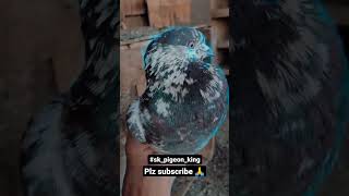 shikra kabutar #kabutar #kabutarbazi #pigeons #pigeonlove #pigeonlife #shots #shorts #viral