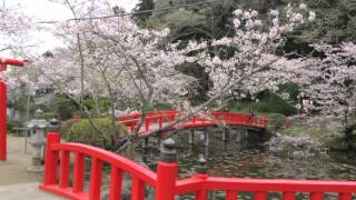 雨の花 　上杉香緒里　カバー　岬ひろし