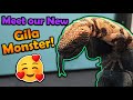 We Got Another Gila Monster!