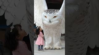 GIANT White Owl Meets Curious Child!