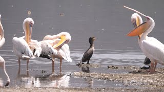 Amazing Numbers of Great White Pelicans at Lake Nakuru, Kenya