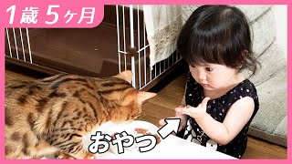 #1歳5ヶ月　はじめての猫おやつ【しずくりっぷ】