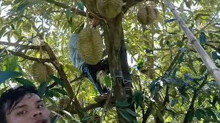 សកម្មភាពកាត់ទុរេន តាកាំង - Durian Harvesting