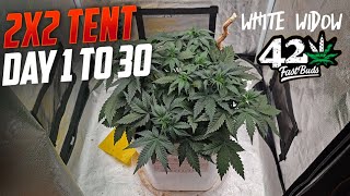 Day 1 to 30 White Widow Autoflower, A Complete Guide to Growing Autoflowers