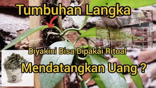 Benalu Bambu, Tumbuhan Langka Yang Diyakini Bisa Datangkan Uang