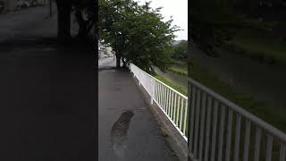 ウェザーリポート動画0612「ちょうど雨が降り始めた」@鳥取市　6時25分頃