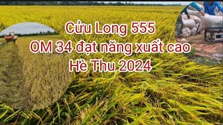 Năng xuất lúa CỬU LONG 555 VÀ OM 34 ĐẠT NĂNG XUẤT CAO HÈ THU 2024