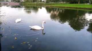 Zwanen weer terug naar de vrije natuur