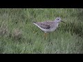 lesser yellow legs