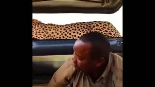 سلفی با یوزپلنگ در آفریقا - Selfie with a cheetah in Africa