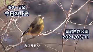 ギター日記　今日の野鳥　・　見沼自然公園　2021年3月11日