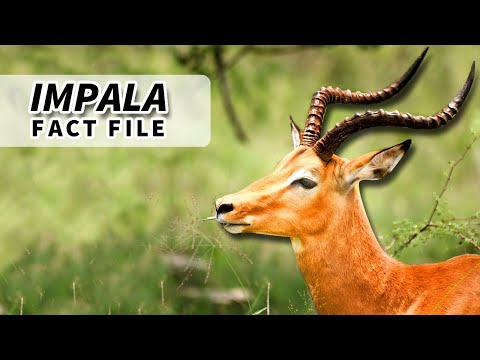 What type of animal is an Impala?