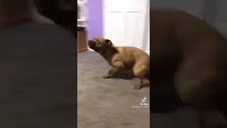 Dog zoomies funny 🤣 #tiktok