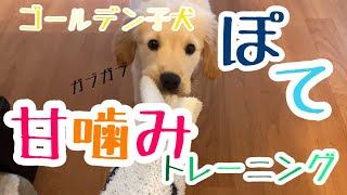 ゴールデン子犬ぽて生後2ヶ月半　甘噛みのしつけトレーニングをはじめてみた