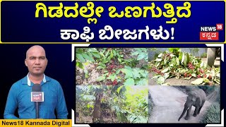 Wild Elephants In Kodagu | ಆನೆ ಭಯಕ್ಕೆ ಕಾಫಿ ಕೊಯ್ಯಲು ಬಾರದ ಕಾರ್ಮಿಕರು | N18V