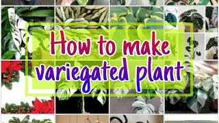How to Make a Variegated Plant |Method of Producing Variegated Plants