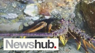 Alarm bells for Hauraki Gulf with grim new report warning of mass deaths of marine life | Newshub