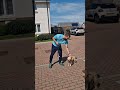 How to teach your dog to walk on leash