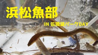 浜松魚部　ＩＮ　佐鳴湖ﾊﾟｰｸＤａｙ