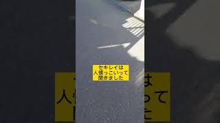 【神様のお使い】ｾｷﾚｲと出会う😊幸運を運んでくれる鳥✨ #ありがとう #また会おうね