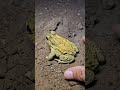 wep wep catching froggy make you laugh frog funny fun animals wildfrog funnyvideo shorts