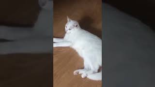 Funniest Cats and Dogs Videos Funny Animals Compilation 2023 😂🐶🐕🐈🐱 #funnyanimals #funnycat #funnydog