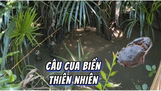 Câu cua biển ngoài sông tự nhiên bắt được 2 con cua rất to