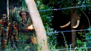 Wild Elephant enters an sri lanka village