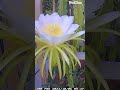 Watch Dragon Fruit bloom in a stunning time-lapse #timelapse #flower #dragonfruit #shorts