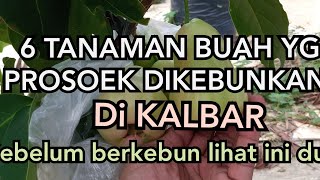 6 tanaman buah yang prospek dikebunkan di Kalbar