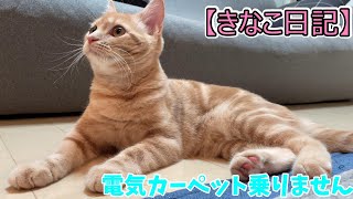 寒さに負けない猫