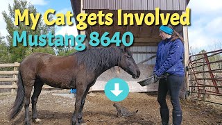 My Cat tries to get involved with Taming Mustang Horse!!! He wouldn't leave!  86