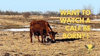 Calving! The actual birth of a calf! An amazing event to witness!