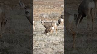 Utah mule deer fighter #deerhunting #hunting #wildlife #muledeer #mulie