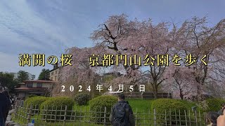 満開の桜　京都円山公園を歩く2024年4月5日