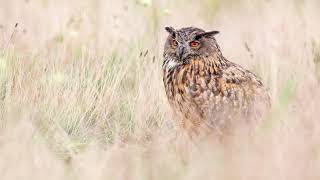 Het geluid van de Oehoe - Natuur en vogel geluiden om de Oehoe te herkennen | 10 uur