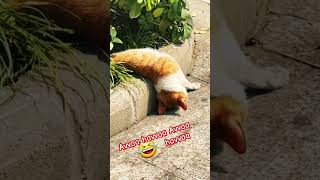 Avvaa havvaa Avvaa havvaa #viralvideo #shorts #troll #comedy #funny #cat