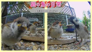 【庭の鳥の日常】(24,07,25)　新しい雛・・・だとっ！！