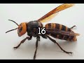 குளவிகள் பற்றிய 31 ஆச்சரியமான தகவல்கள் 31 shocking facts about wasp @blackscreentamizh548