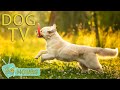 DOG TV: Video Entertainment for Dogs When Home Alone - You Can Relax Your Dog With Soothing Music!