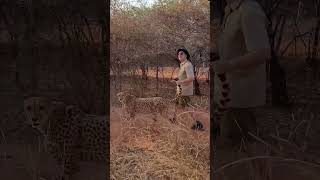 Walking the Cheetah