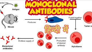 Monoclonal antibodies & their production in hindi