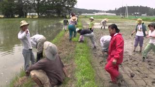 自給自足 田植え 日本のお米 伝統 行事 手植え アジア学院 ARI Asian Rural Institute