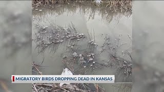 Wild geese and ducks drop dead across Kansas, what’s the cause?